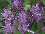 Have Blomster Tudse Lilje, Tricyrtis lilla Foto, beskrivelse og dyrkning, voksende og egenskaber