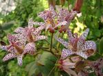 Have Blomster Tudse Lilje, Tricyrtis rød Foto, beskrivelse og dyrkning, voksende og egenskaber