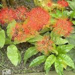 Садовыя Кветкі Скадоксус, Scadoxus чырвоны фота, апісанне і вырошчванне, вырошчванне і характарыстыка