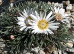 Λουλούδια κήπου Townsendia, Πάσχα Μαργαρίτα λευκό φωτογραφία, περιγραφή και καλλιέργεια, φυτοκομεία και χαρακτηριστικά