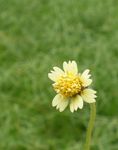 Garden Flowers Tridax white Photo, description and cultivation, growing and characteristics