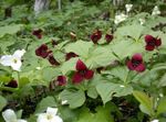 vinoso  Trillium, Wakerobin, Flor Tri, Birthroot características y Foto