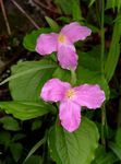 Sodo Gėlės Trillium, Žemoji, Tri Gėlė, Birthroot rožinis Nuotrauka, aprašymas ir auginimas, augantis ir charakteristikos