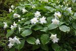 Λουλούδια κήπου Άνθος, Wakerobin, Τρι Λουλούδι, Birthroot, Trillium λευκό φωτογραφία, περιγραφή και καλλιέργεια, φυτοκομεία και χαρακτηριστικά
