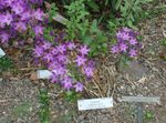 Dārza Ziedi Triteleia Zāle Riekstu, Ithuriel Ir Šķēps, Wally Grozs ceriņi Foto, apraksts un audzēšana, augošs un raksturlielumi