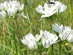 Flores do Jardim Triteleia, Grama Porca, Ithuriel De Lança, Cesta Wally branco foto, descrição e cultivo, crescente e características