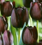 Garden Flowers Tulip, Tulipa burgundy Photo, description and cultivation, growing and characteristics