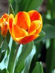 Garden Flowers Tulip, Tulipa orange Photo, description and cultivation, growing and characteristics