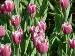 Баштенске Цветови Лала, Tulipa розе фотографија, опис и култивација, растуће и карактеристике