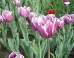 Баштенске Цветови Лала, Tulipa лила фотографија, опис и култивација, растуће и карактеристике