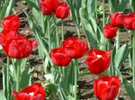 Garden Flowers Tulip, Tulipa red Photo, description and cultivation, growing and characteristics