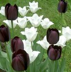 Баштенске Цветови Лала, Tulipa црн фотографија, опис и култивација, растуће и карактеристике
