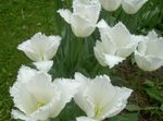 Баштенске Цветови Лала, Tulipa бео фотографија, опис и култивација, растуће и карактеристике