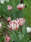 Aias Lilli Tulp, Tulipa punane Foto, kirjeldus ja kultiveerimine, kasvav ja omadused