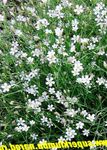  Tunicflower, Petrorhagia white Photo, description and cultivation, growing and characteristics