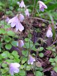 Kerti Virágok Twinflower, Linnaea rózsaszín fénykép, leírás és termesztés, növekvő és jellemzők