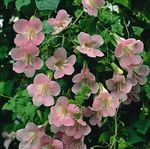 pink Flower Twining Snapdragon, Creeping Gloxinia characteristics and Photo