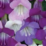 Garden Flowers Twining Snapdragon, Creeping Gloxinia, Asarina lilac Photo, description and cultivation, growing and characteristics