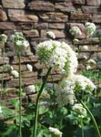 Kerti Virágok Macskagyökér, Kert Napraforgó, Valeriana officinalis fehér fénykép, leírás és termesztés, növekvő és jellemzők