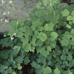 Aias Lilli Vancouveria, Vancouveria hexandra valge Foto, kirjeldus ja kultiveerimine, kasvav ja omadused