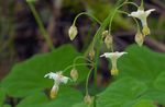 庭の花 Vancouveria, Vancouveria hexandra ホワイト フォト, 説明 と 栽培, 成長 と 特性