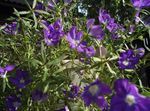 Puutarhakukat Venus Kuvastin, Legousia speculum-veneris violetti kuva, tuntomerkit ja muokkaus, viljely ja ominaisuudet