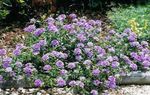庭の花 バーベナ, Verbena ライラック フォト, 説明 と 栽培, 成長 と 特性