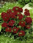 burgundy Flower Verbena characteristics and Photo