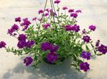 Have Blomster Verbena lilla Foto, beskrivelse og dyrkning, voksende og egenskaber