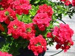 Garden Flowers Verbena red Photo, description and cultivation, growing and characteristics