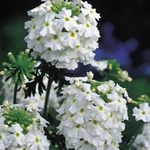 Garden Flowers Verbena white Photo, description and cultivation, growing and characteristics