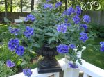 Trädgårdsblommor Verbena blå Fil, beskrivning och uppodling, odling och egenskaper