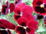 Garden Flowers Viola, Pansy, Viola  wittrockiana red Photo, description and cultivation, growing and characteristics