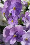 Garden Flowers Viola, Pansy, Viola  wittrockiana lilac Photo, description and cultivation, growing and characteristics