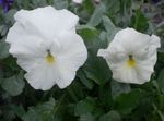 Flores de jardín Viola, Pensamiento, Viola  wittrockiana blanco Foto, descripción y cultivo, cultivación y características