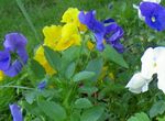 Garden Flowers Viola, Pansy, Viola  wittrockiana light blue Photo, description and cultivation, growing and characteristics
