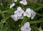 bílá Květina Virginia Spiderwort, Slzy Dámské charakteristiky a fotografie