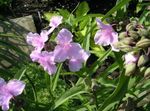 Sodo Gėlės Virginia Spiderwort, Ponia Ašaros, Tradescantia virginiana rožinis Nuotrauka, aprašymas ir auginimas, augantis ir charakteristikos