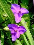 Hage blomster Virginia Spiderwort, Damens Tårer, Tradescantia virginiana syrin Bilde, beskrivelse og dyrking, voksende og kjennetegn