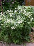 Gartenblumen Virginia Waterleaf, Hydrophyllum virginianum weiß Foto, Beschreibung und Anbau, wächst und Merkmale