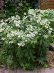 Градински цветове Вирджиния Waterleaf, Hydrophyllum virginianum бял снимка, описание и отглеждане, култивиране и характеристики