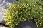 Have Blomster Vitaliana, Vitaliana primuliflora gul Foto, beskrivelse og dyrkning, voksende og egenskaber