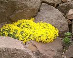 Kerti Virágok Vitaliana, Vitaliana primuliflora sárga fénykép, leírás és termesztés, növekvő és jellemzők