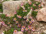 Λουλούδια κήπου Waldheimia, Waldheimia tridactylites ροζ φωτογραφία, περιγραφή και καλλιέργεια, φυτοκομεία και χαρακτηριστικά