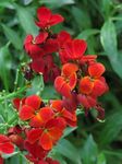 kırmızı çiçek Wallflower, Cheiranthus özellikleri ve fotoğraf