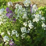 Hage blomster Veggpryd, Cheiranthus hvit Bilde, beskrivelse og dyrking, voksende og kjennetegn