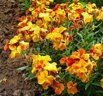 oranžna Cvet Wallflower, Cheiranthus značilnosti in fotografija