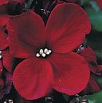 burgunder Blomst Veggpryd, Cheiranthus kjennetegn og Bilde