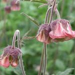 Hage blomster Vann Avens, Bog Avens, Kurere Alle, Geum rivale burgunder Bilde, beskrivelse og dyrking, voksende og kjennetegn