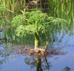 Gartenblumen Wasser Sellerie, Petersilie Wasser, Wasserfenchel, Oenanthe weiß Foto, Beschreibung und Anbau, wächst und Merkmale